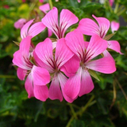 Géranium roi des balcon rose