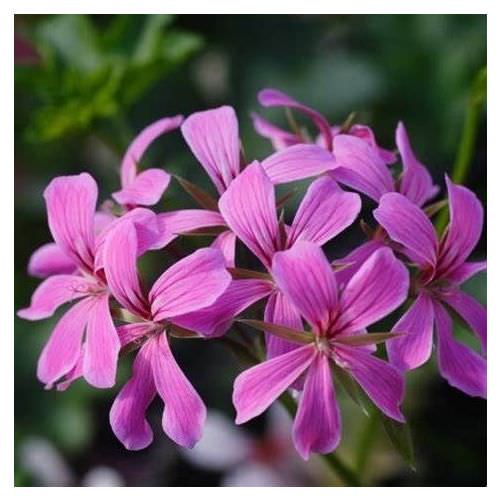 Géranium rois des balcons lilas