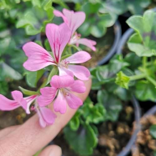 Géranium retombant Super Salmon blush