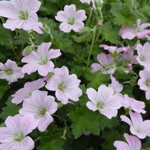 Géranium vivace Dreamland