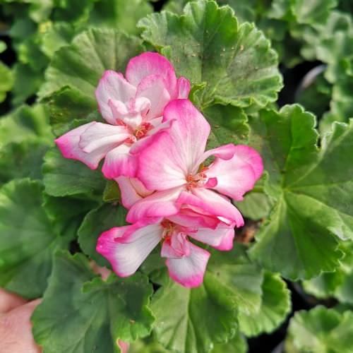 Géranium Zonal Vanille Fraise