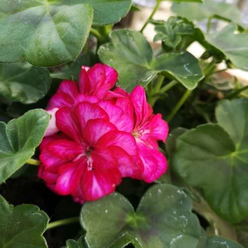 Géranium demi-lierre Burgundy Blaze
