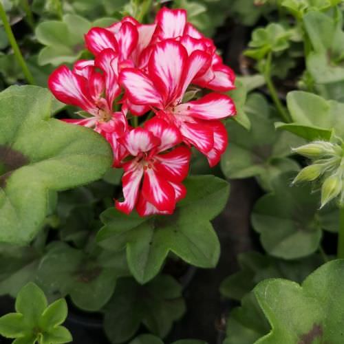 Géranium demi-lierre Red Star