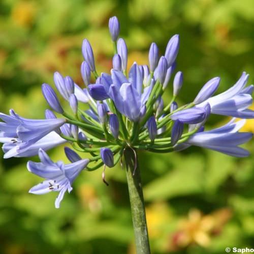 Agapanthe Pitchoune Blue