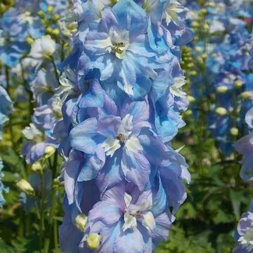 Delphinium Light Blue White Bee