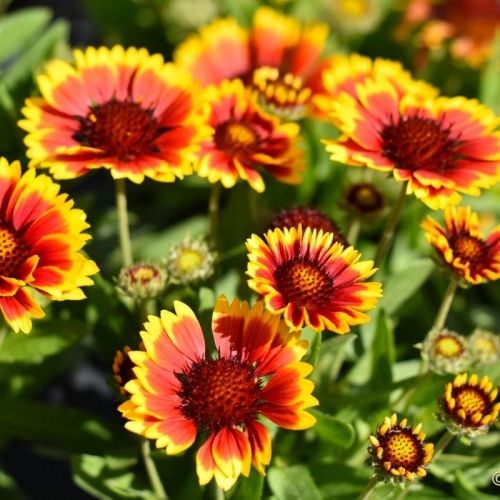 Gaillarde Arizona Sun (petit pot)