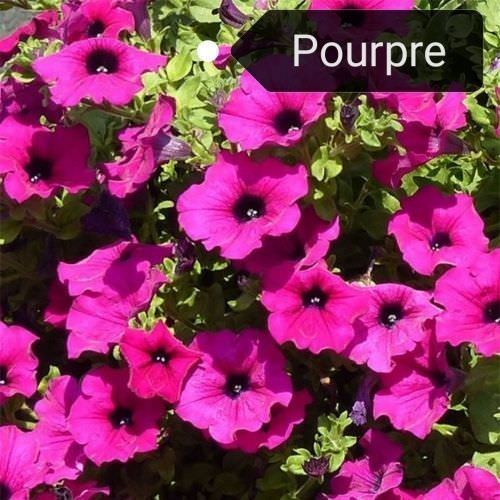 Surfinia, Pétunia retombant pourpre