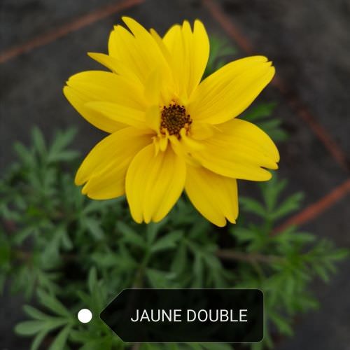 Bidens jaune double