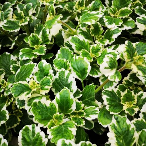 Plectranthus