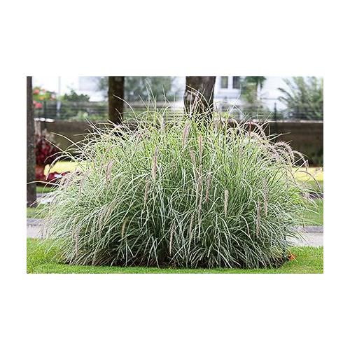 Pennisetum Sky Rocket