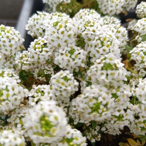 Alysse annuelle