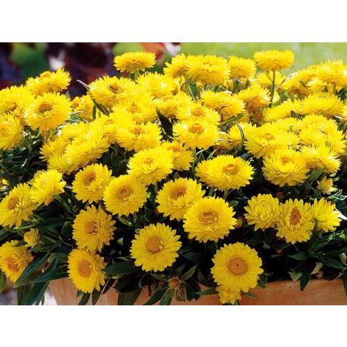 Immortelle Bractéantha jaune