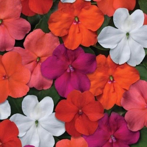 Impatiens