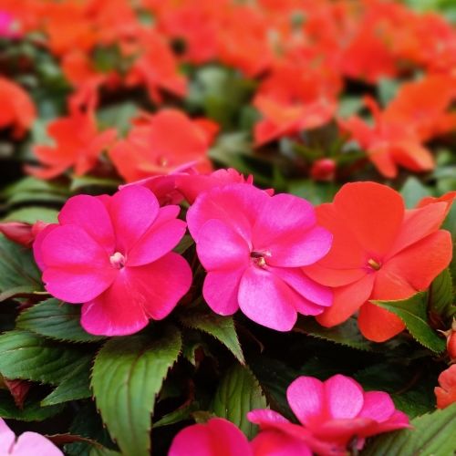 Impatiens de New Guinée