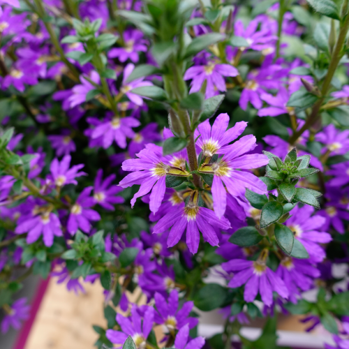 Scaevola Bleu