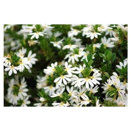 Scaevola Blanc