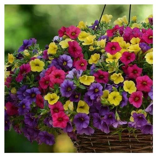 Calibrachoa trio