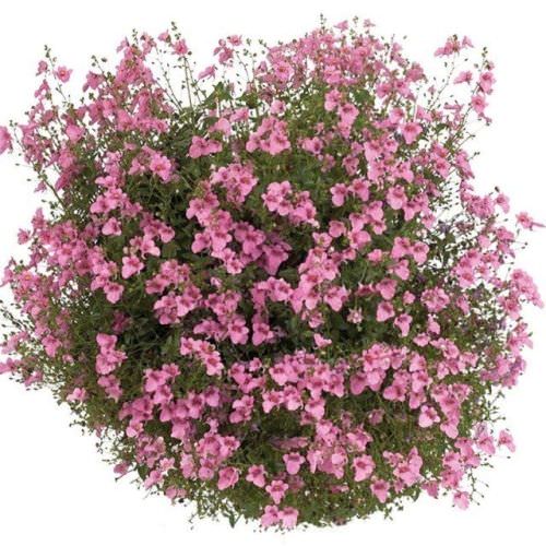 Diascia Pink