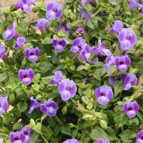 Torenia Bleu
