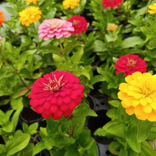 Zinnia