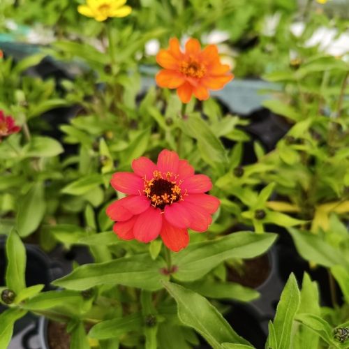Zinnia Profusion