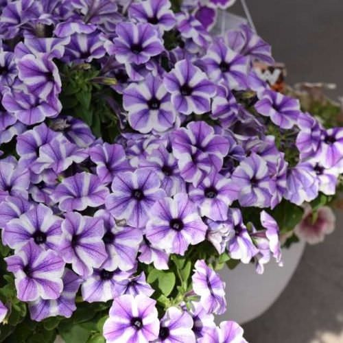 Potunia semi-retombant lilas étoilé