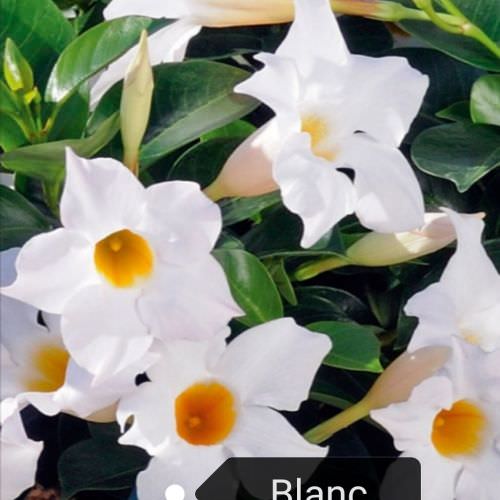 Dipladenia blanc