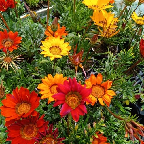 Gazania