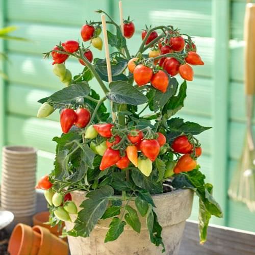 Tomate de balcon Plumbrella Red
