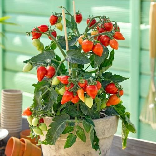 Tomate de balcon Plumbrella Red