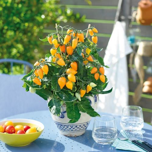 Tomate de balcon Plumbrella golden orange