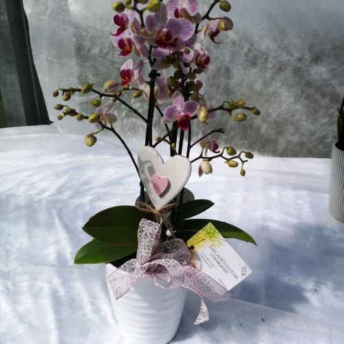 Orchidée mini fleurs 3 à 4 branches