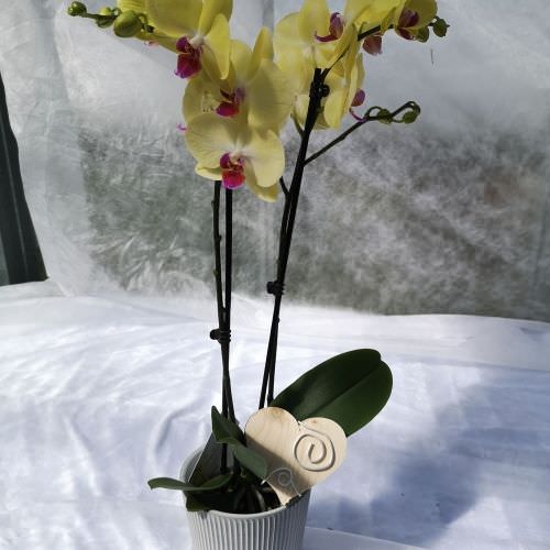 Orchidée Phalaenopsis ton jaune