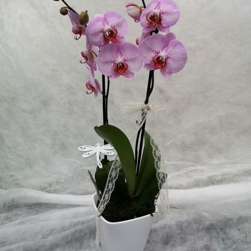 Orchidée Phalaenopsis ton violet rose