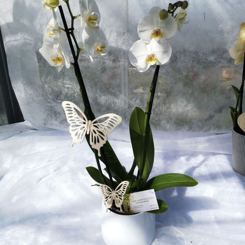 orchidée Phaleaopsis blanche avec papillions