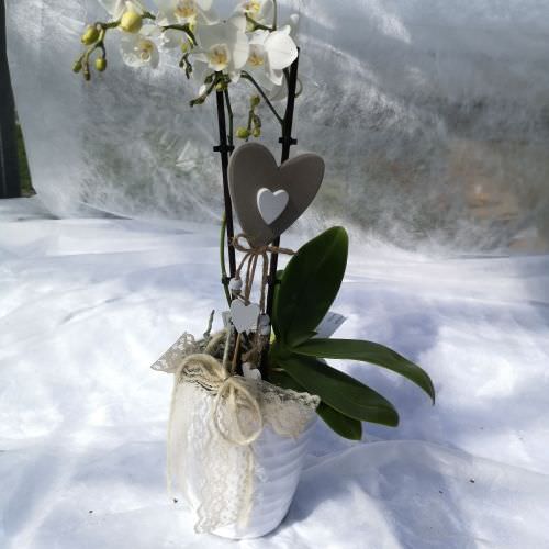 Orchidée mini fleurs blanches dans cache pot blanc
