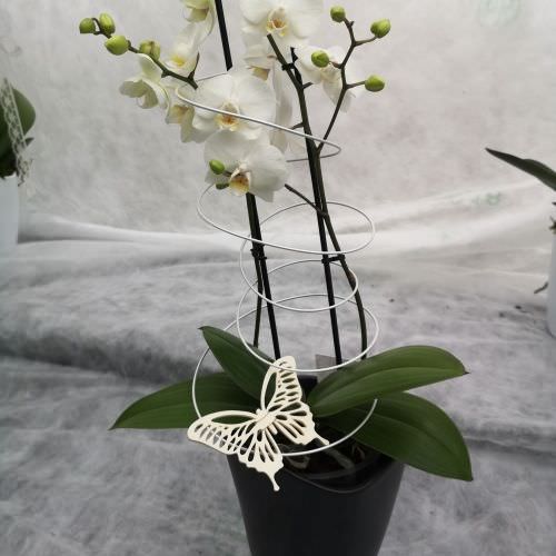 Orchidée fleurs moyenne avec cache pot noir