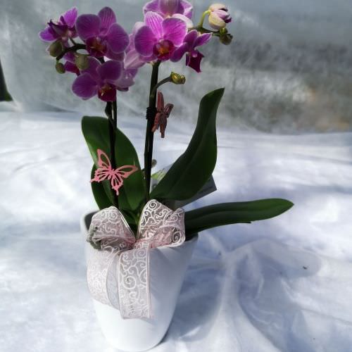 Orchidée mini 2 ou 3 branches