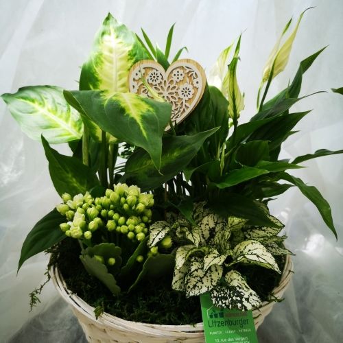 Panier rond avec plantes d'intérieur