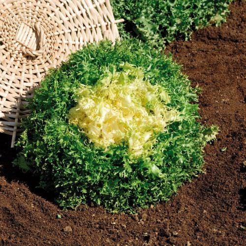 Chicorée Scarole Frisée