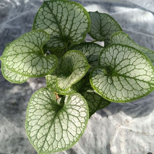 Brunnera macrophylla 'Jack Frost'