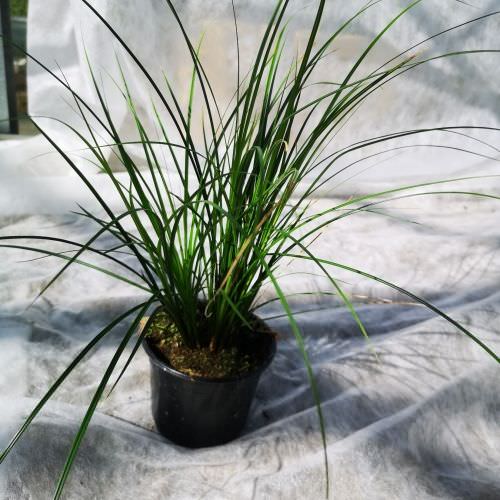 Carex brunnea green