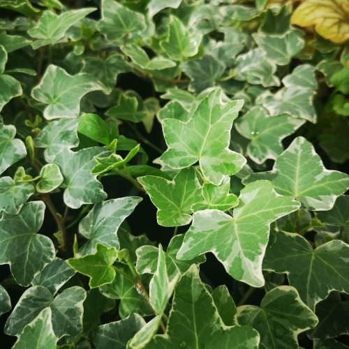 Hedera 'Glacier'