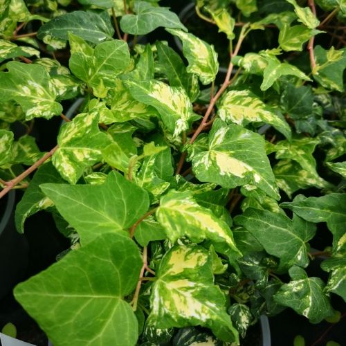 Hedera 'Golden Ingot'