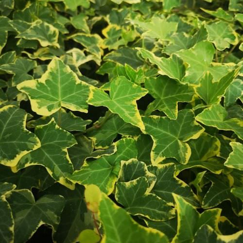 Hedera 'Yellow Ripple'