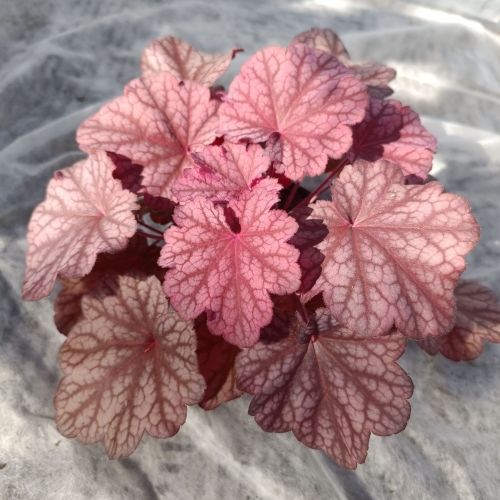 Heuchera 'Beautyful Dancer'