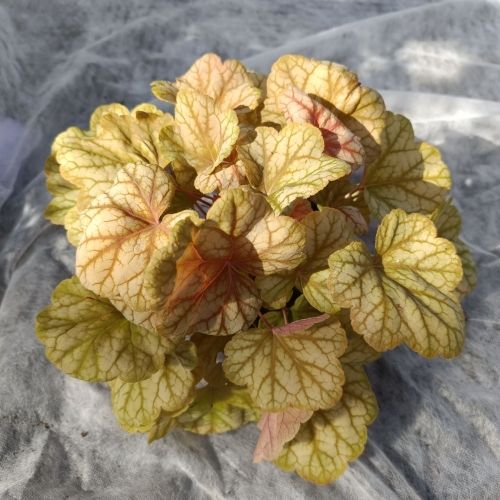 Heuchera 'Champagne'