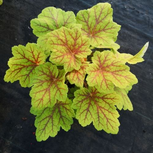 Heuchera 'Electra'