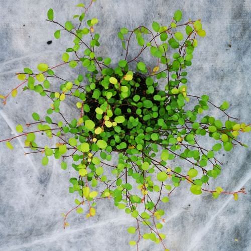 Muehlenbeckia 'Golden Girl' Muehlenbeckia 'Golden Girl'