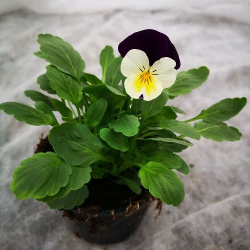 Vente de Pensée cornuta bicolore blanc et violet - Horticulture  Litzenburger (Bliesbruck)